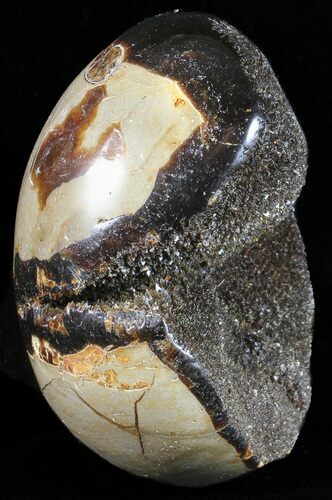 Septarian Dragon Egg Geode - Black Crystals #58801